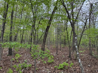 Ozarks Wooded Property For Sale Mammoth Spring Arkansas - image 10