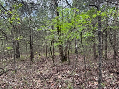 Ozarks Wooded Property For Sale Mammoth Spring Arkansas - image 13