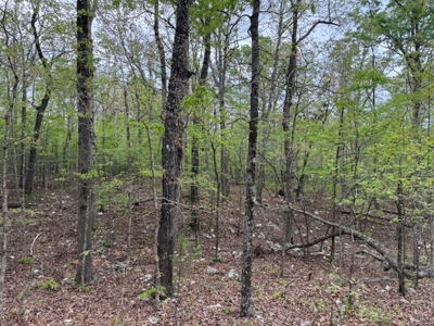 Ozarks Wooded Property For Sale Mammoth Spring Arkansas - image 6