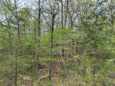 Ozarks Wooded Property For Sale Mammoth Spring Arkansas - image 15