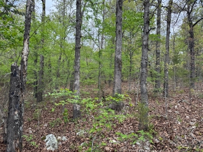 Ozarks Wooded Property For Sale Mammoth Spring Arkansas - image 9
