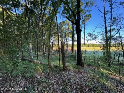 277± Acres Hinds/Copiah Line with Creek & Income - image 17