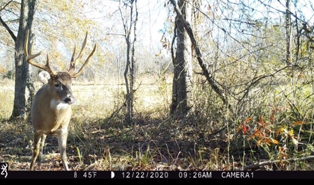 277± Acres Hinds/Copiah Line with Creek & Income - image 44