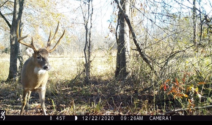 266± Acres Hinds/Copiah Line with Creek & Income