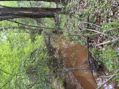 Miller County Woodland: 40-Acre High-Caliber Hunting Tract - image 8