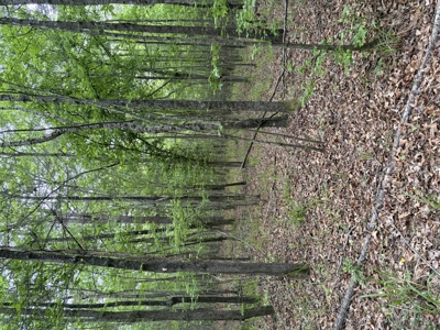 Miller County Woodland: 40-Acre High-Caliber Hunting Tract - image 6