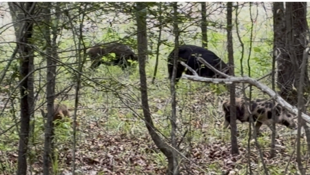 Miller County Woodland: 40-Acre High-Caliber Hunting Tract - image 3