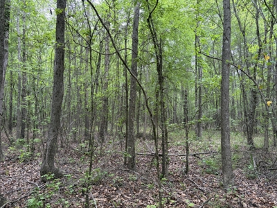 Miller County Woodland: 40-Acre High-Caliber Hunting Tract - image 4