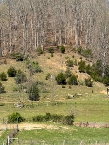 35 Surveyed Acres For Sale in East Tennessee - image 9