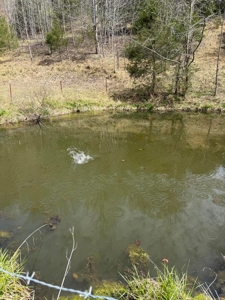 35 Surveyed Acres For Sale in East Tennessee - image 30