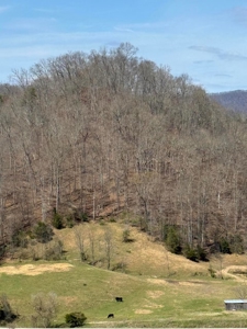 35 Surveyed Acres For Sale in East Tennessee - image 13