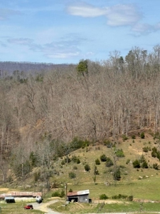 35 Surveyed Acres For Sale in East Tennessee - image 12