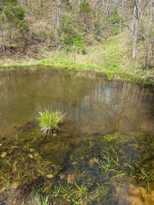 35 Surveyed Acres For Sale in East Tennessee - image 29