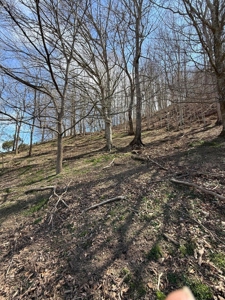 35 Surveyed Acres For Sale in East Tennessee - image 18