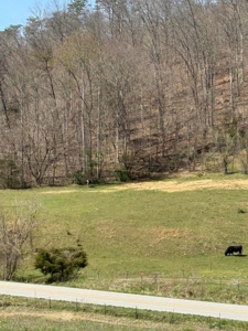 35 Surveyed Acres For Sale in East Tennessee - image 4