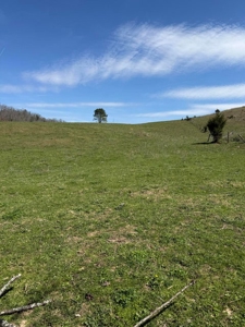 35 Surveyed Acres For Sale in East Tennessee - image 20