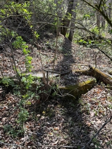 35 Surveyed Acres For Sale in East Tennessee - image 15