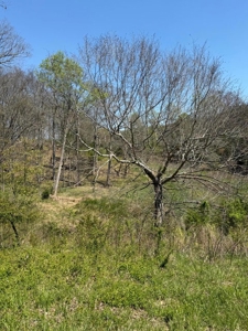 65 Acres with barn for Sale in Hawkins County, Tennessee - image 28