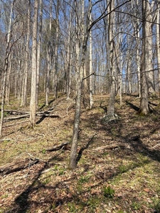 65 Acres with barn for Sale in Hawkins County, Tennessee - image 22