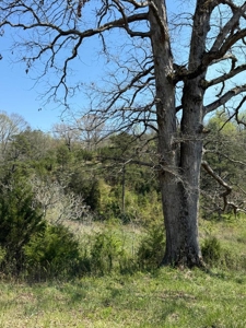 65 Acres with barn for Sale in Hawkins County, Tennessee - image 37