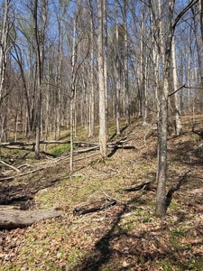 65 Acres with barn for Sale in Hawkins County, Tennessee - image 23