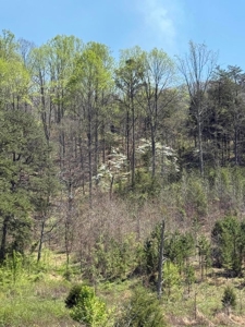 65 Acres with barn for Sale in Hawkins County, Tennessee - image 34