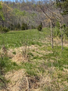65 Acres with barn for Sale in Hawkins County, Tennessee - image 10