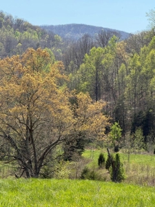 65 Acres with barn for Sale in Hawkins County, Tennessee - image 11