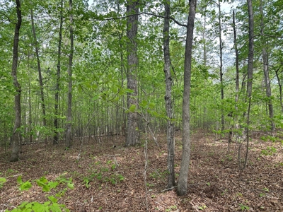 Buggs Island Retreat with Lake Access & Privacy - image 11