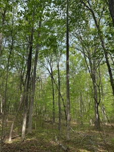 Buggs Island Retreat with Lake Access & Privacy - image 2