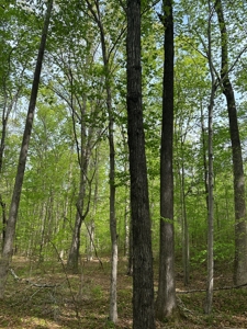 Buggs Island Retreat with Lake Access & Privacy - image 8