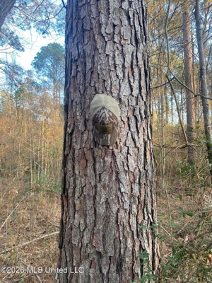Hunting and Recreational Land for Sale in Amite County, Miss