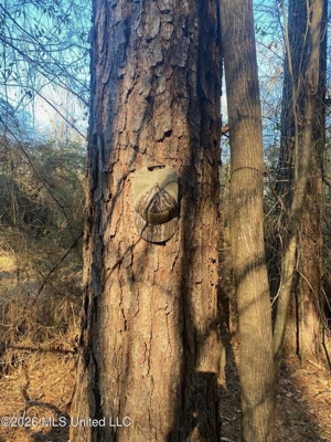 Hunting and Recreational Land for Sale in Amite County, Miss