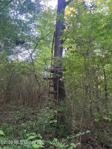 Hunting and Recreational Land for Sale in Amite County, Miss - image 33