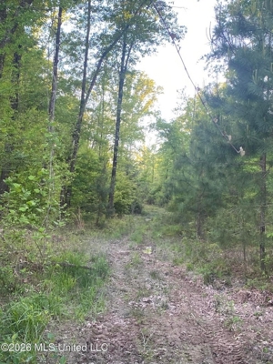 Hunting and Recreational Land for Sale in Amite County, Miss