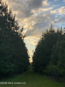 Hunting and Recreational Land for Sale in Amite County, Miss - image 30