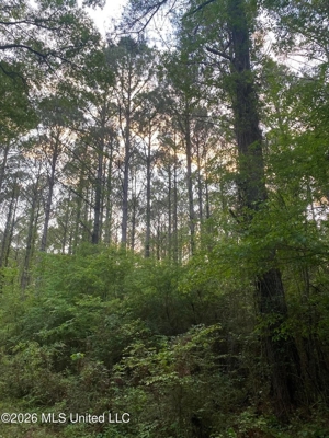 Hunting and Recreational Land for Sale in Amite County, Miss