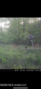 Hunting and Recreational Land for Sale in Amite County, Miss - image 45