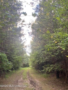 Hunting and Recreational Land for Sale in Amite County, Miss - image 24