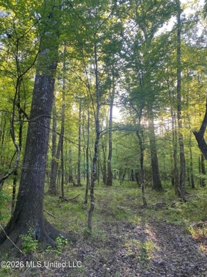 Hunting and Recreational Land for Sale in Amite County, Miss