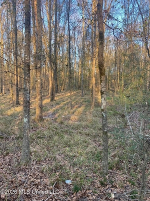 Hunting and Recreational Land for Sale in Amite County, Miss