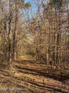 Hunting and Recreational Land for Sale in Amite County, Miss - image 3
