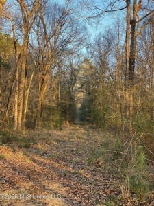 Hunting and Recreational Land for Sale in Amite County, Miss - image 9