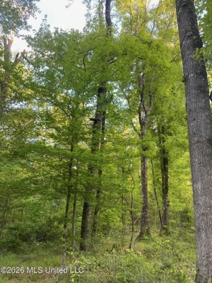 Hunting and Recreational Land for Sale in Amite County, Miss