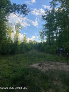 Hunting and Recreational Land for Sale in Amite County, Miss - image 19