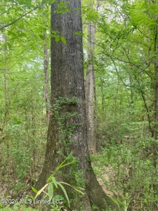 Hunting and Recreational Land for Sale in Amite County, Miss - image 14