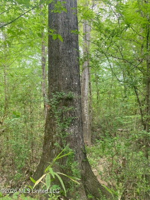 Hunting and Recreational Land for Sale in Amite County, Miss