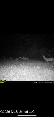 Hunting and Recreational Land for Sale in Amite County, Miss