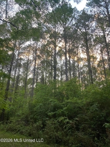 Hunting and Recreational Land for Sale in Amite County, Miss - image 42