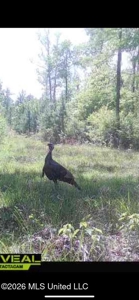 Hunting and Recreational Land for Sale in Amite County, Miss - image 46